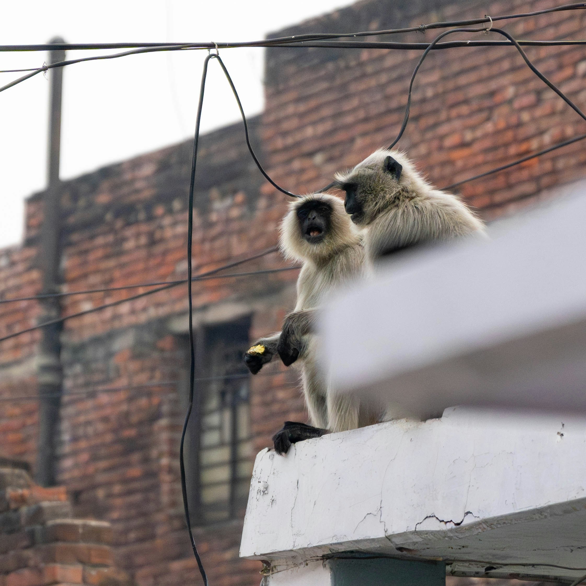 um casal de macacos sentados no topo de um prédio