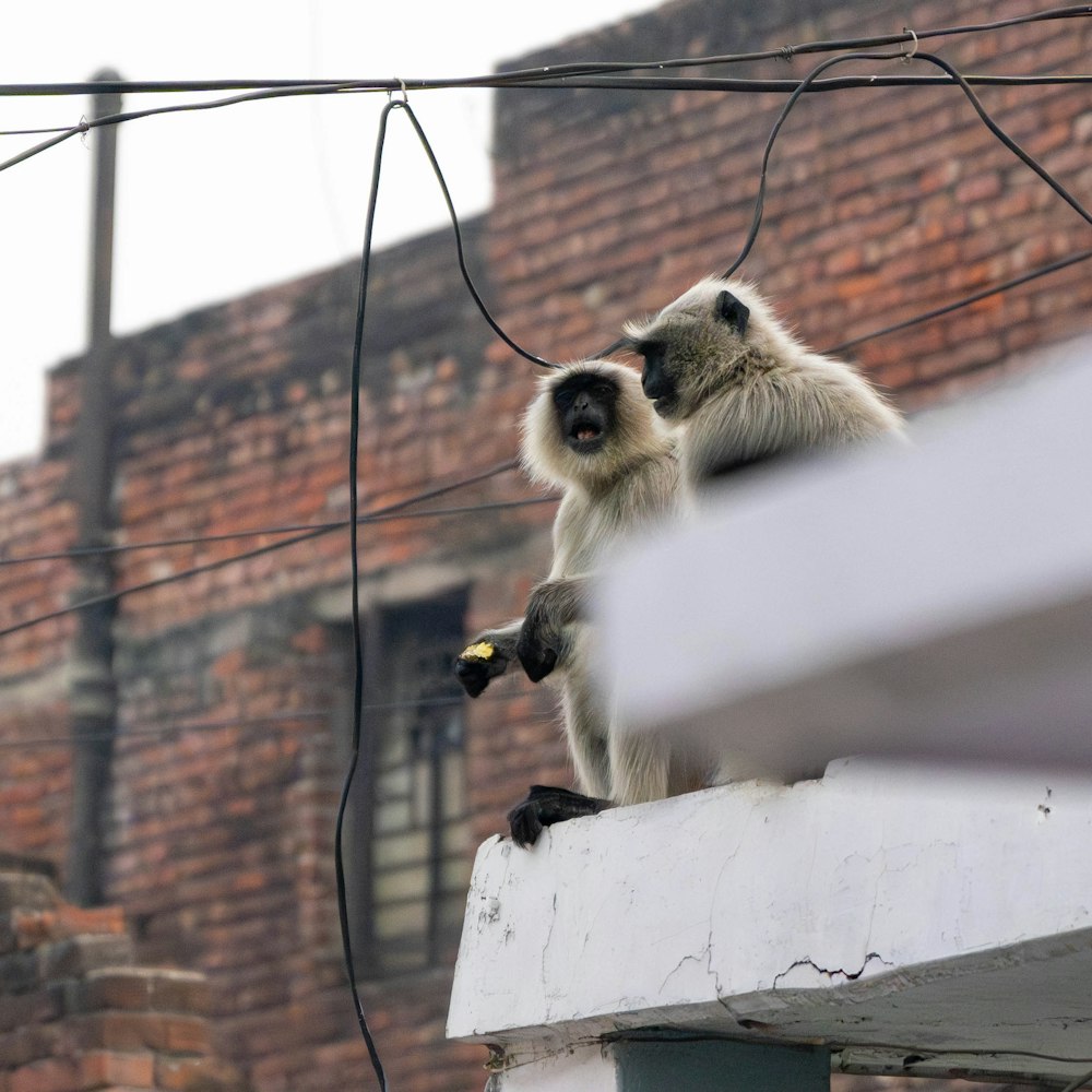 a couple of monkeys sitting on top of a building