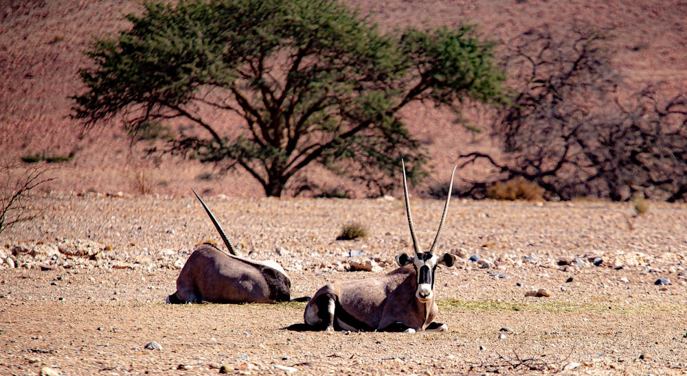 a couple of antelope laying on top of a dirt field