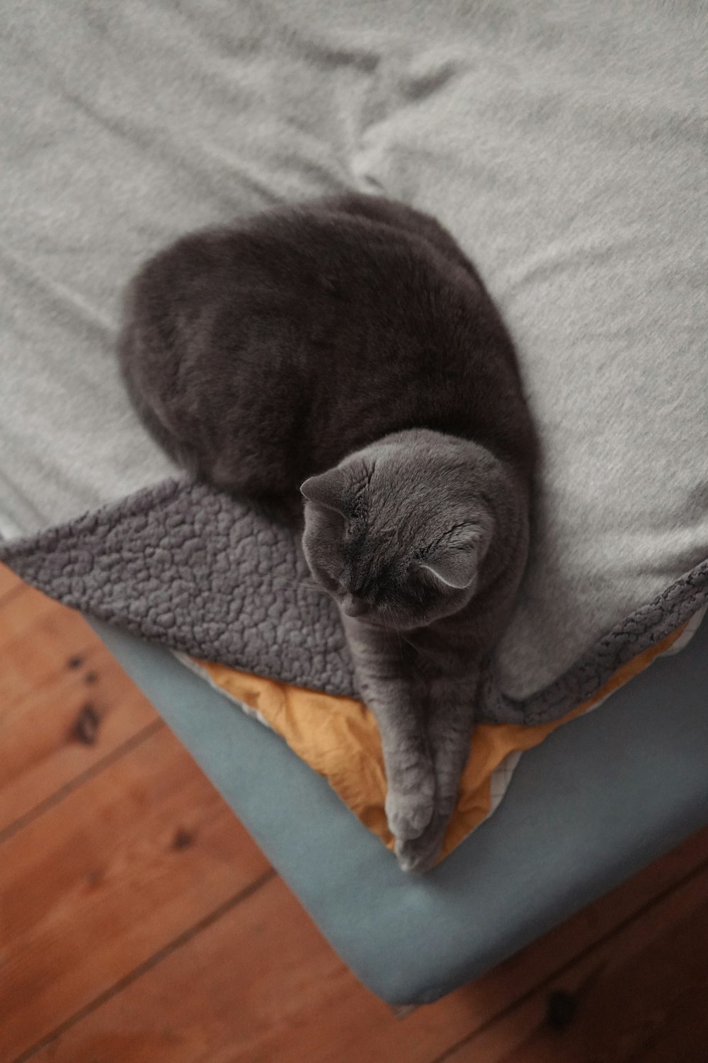 a cat is laying on a blanket on a bed