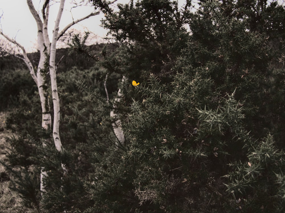 um pequeno objeto amarelo no meio de uma floresta