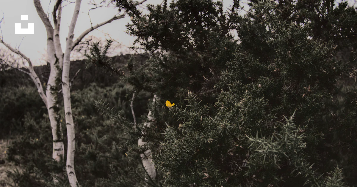Small Yellow Object A small yellow object in the middle of a forest photo – Free ...