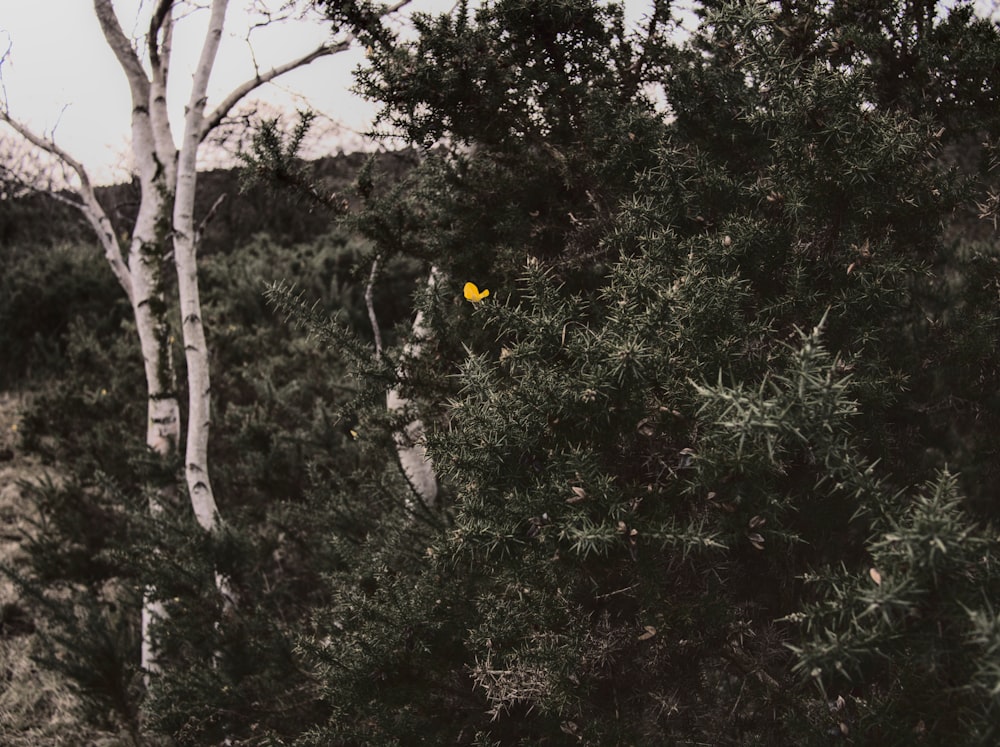 a small yellow object in the middle of a forest