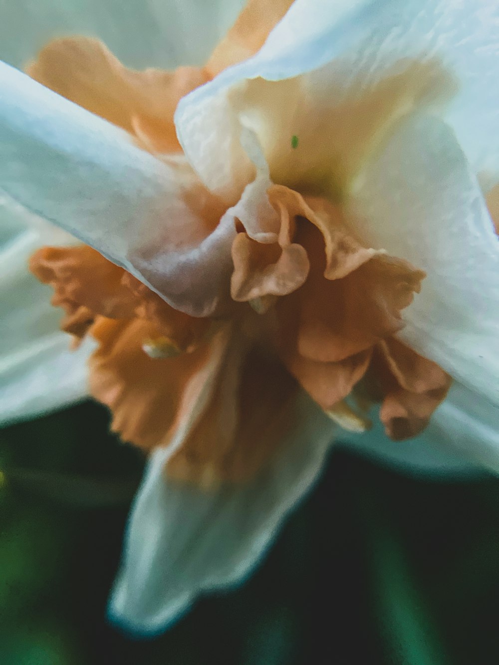 a close up of a white and orange flower