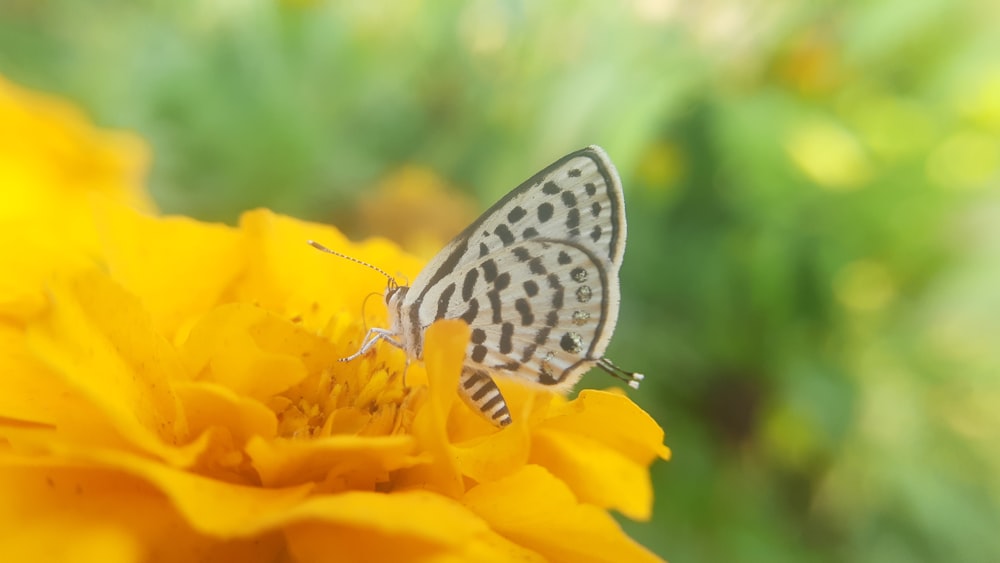 uma borboleta sentada em cima de uma flor amarela