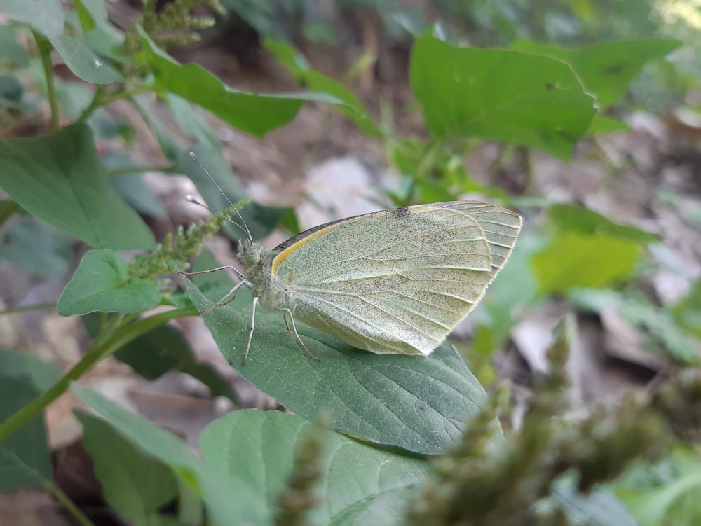 a white butterfly sitting on top of a green leaf