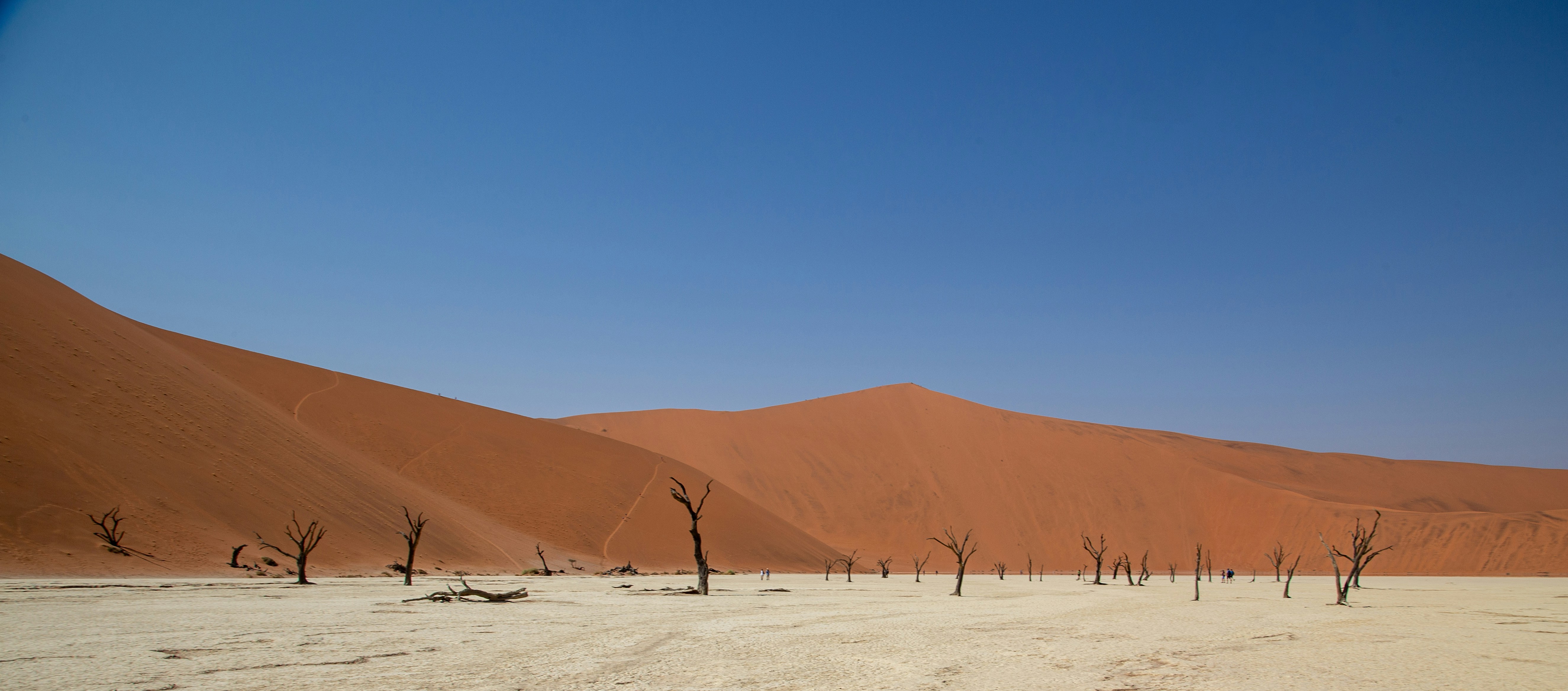 Photo of Petrified Forest