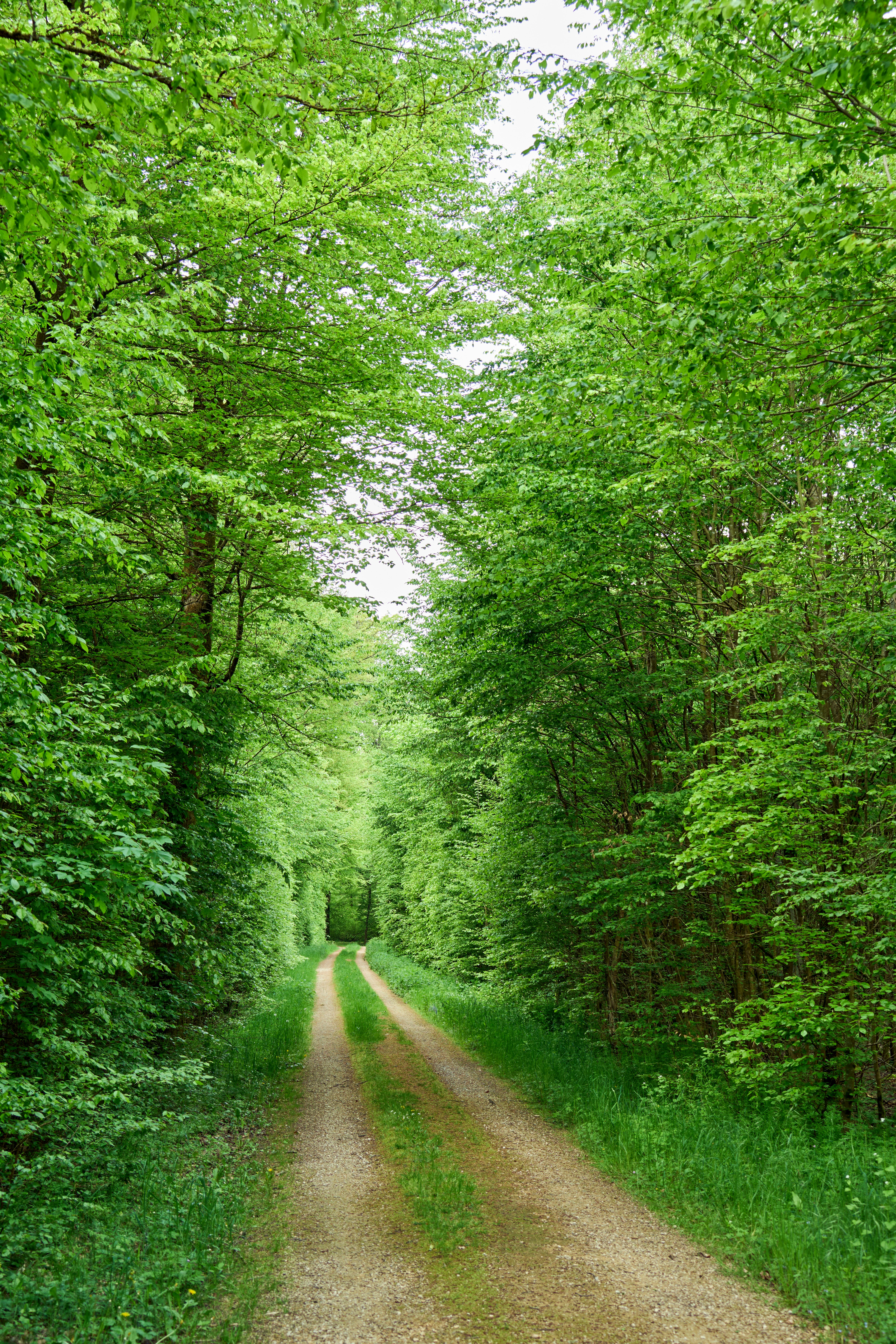 Photo by wolfgang_hasselmann