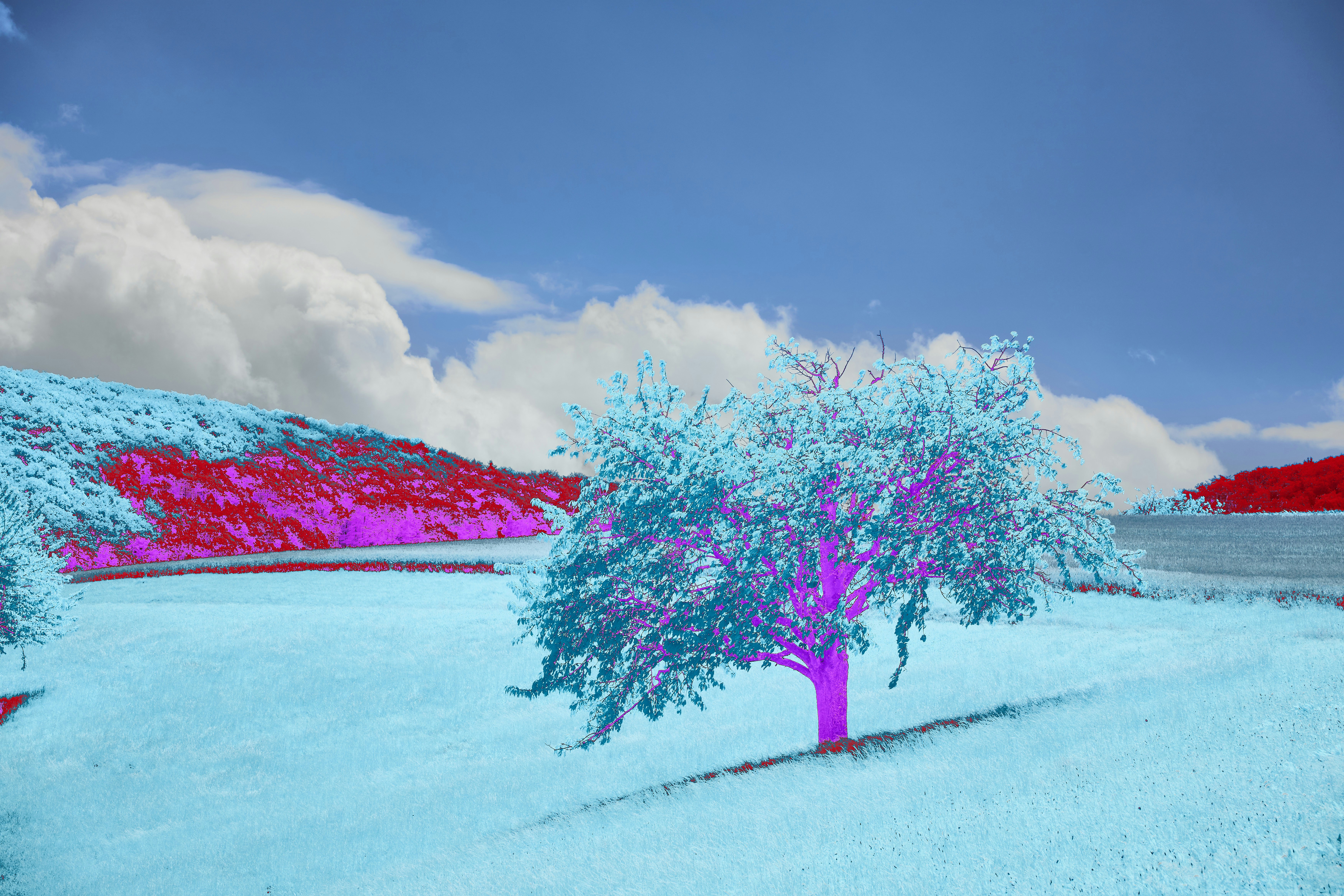 Photo by wolfgang_hasselmann