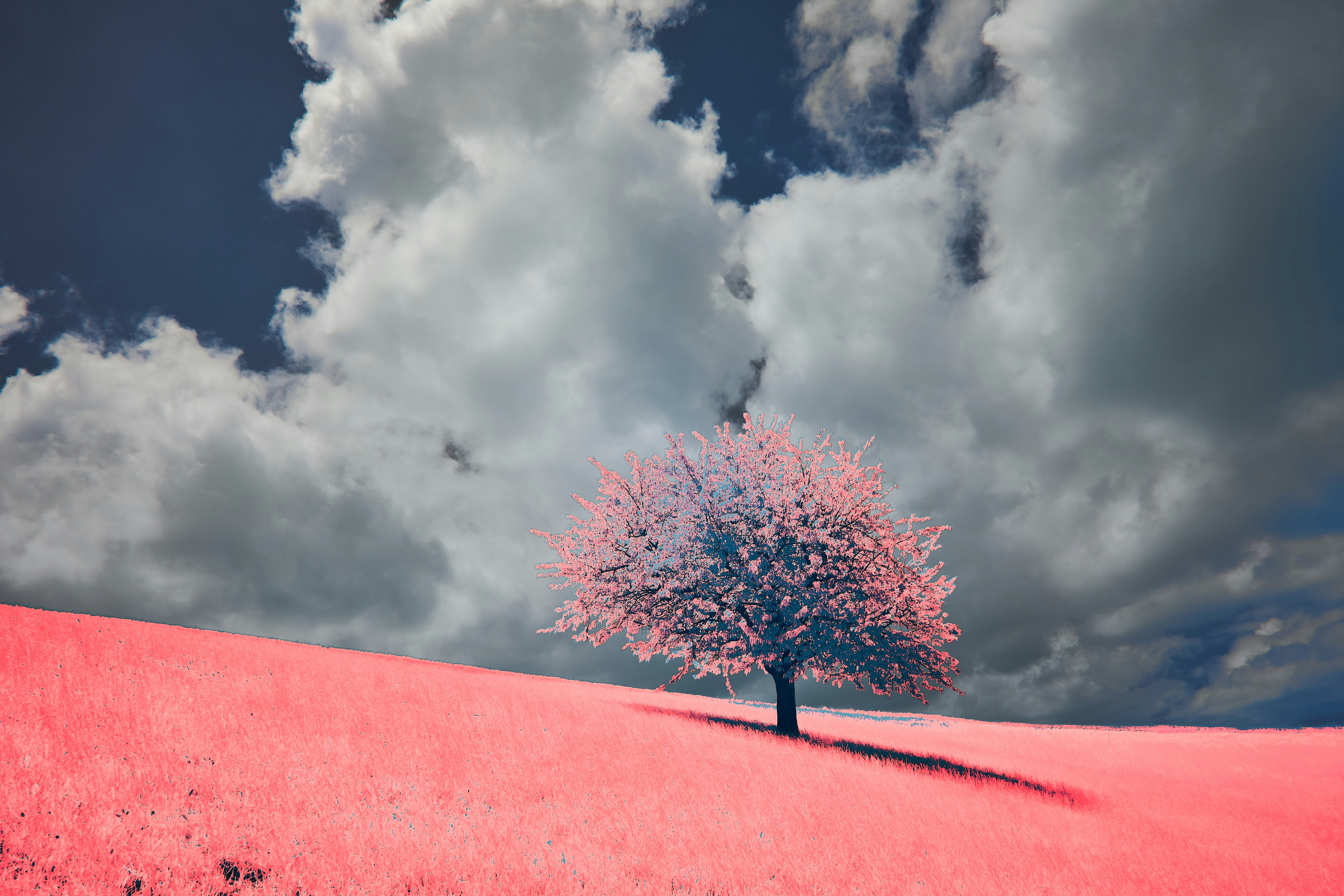 Photo by wolfgang_hasselmann