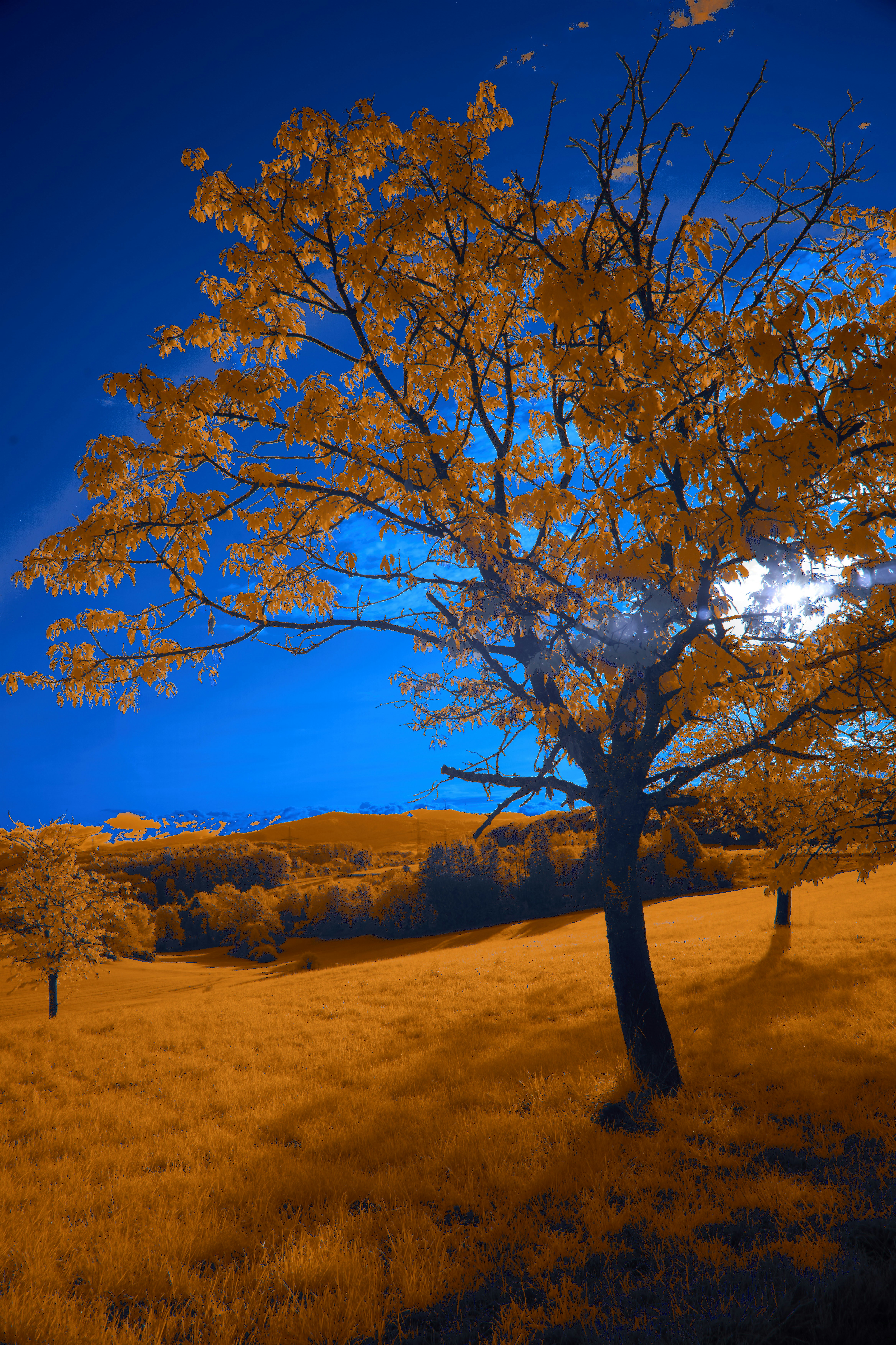 Photo by wolfgang_hasselmann