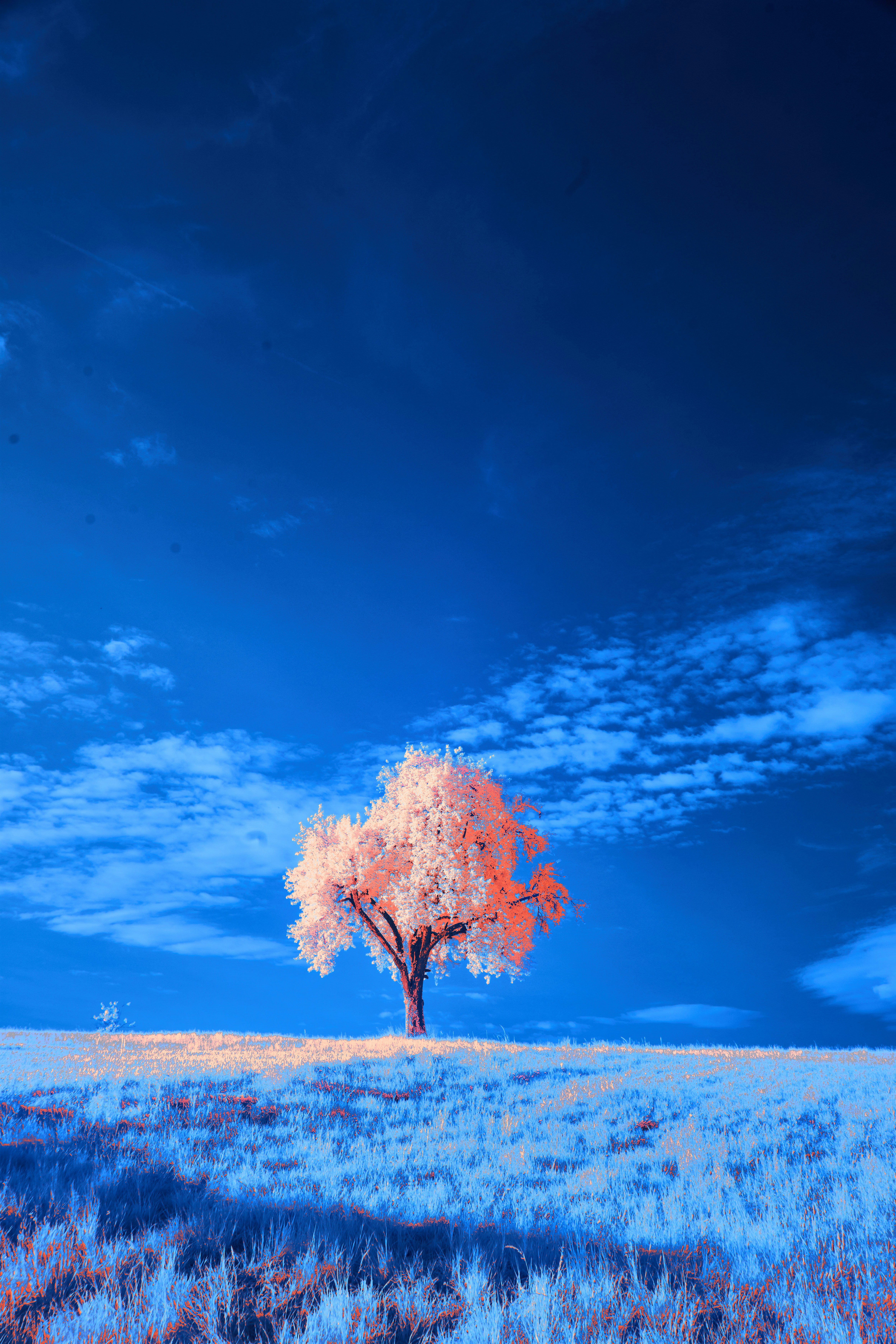 Photo by wolfgang_hasselmann