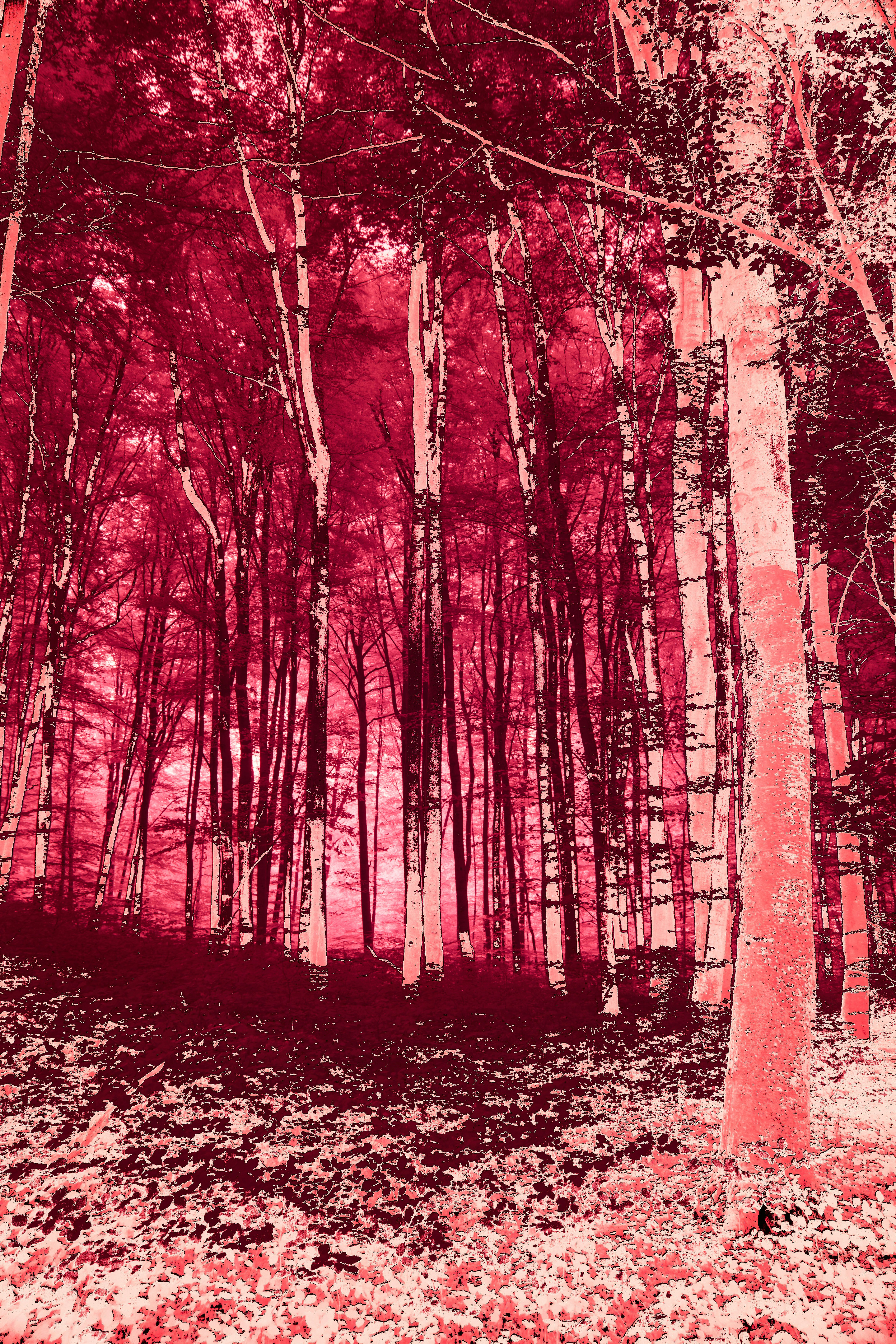 Photo by wolfgang_hasselmann