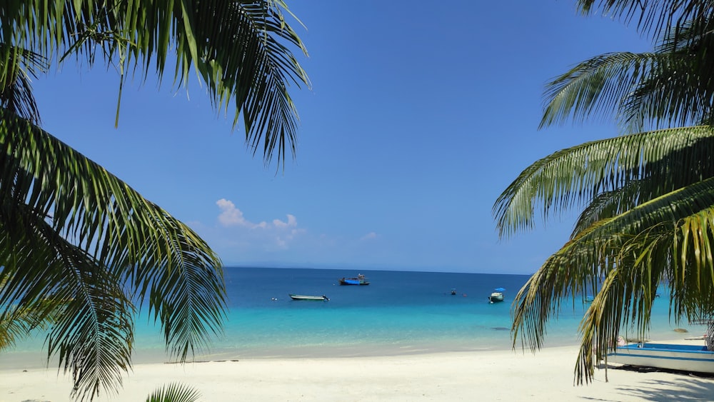 a beach with boats and palm trees in the foreground