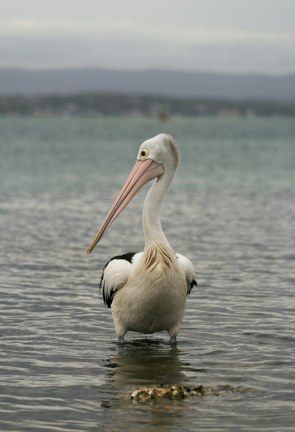 a large white pelican standing in the water