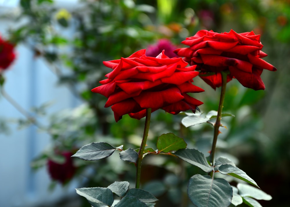 two red roses in a garden with green leaves