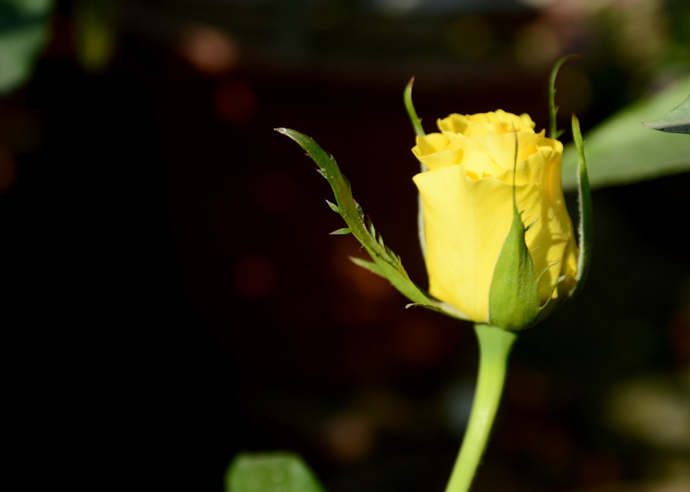 a single yellow rose with a green stem