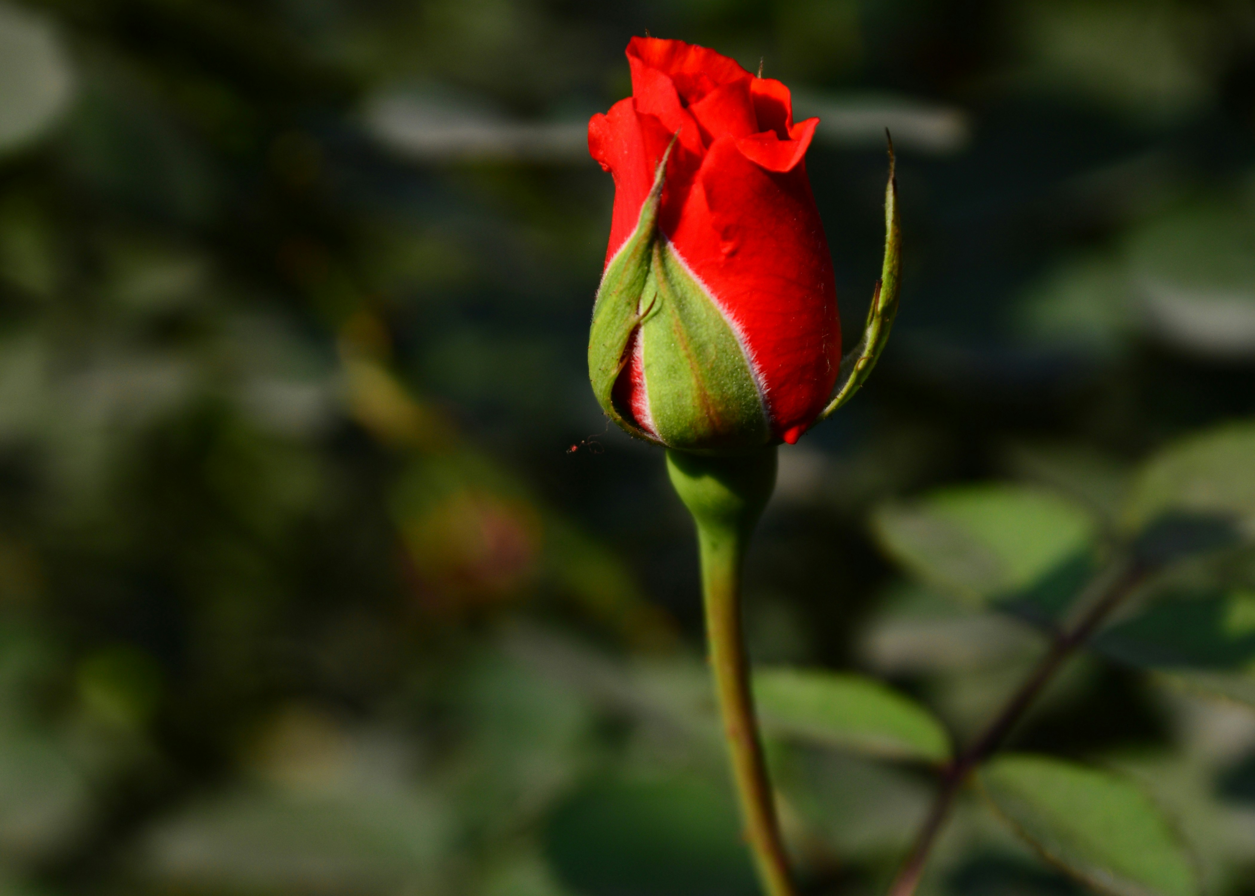 a single red rose with a green stem