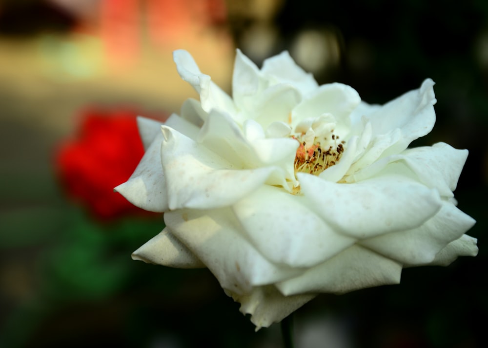 a white flower with a red rose in the background