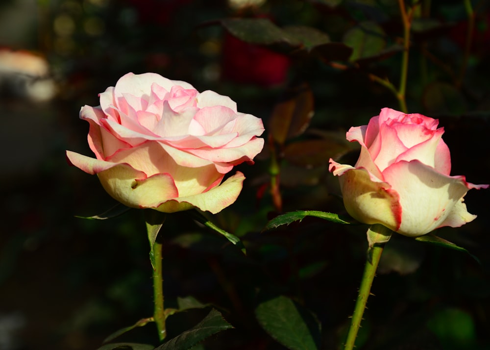 two pink roses are blooming in a garden