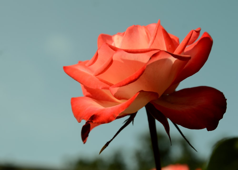 a pink rose with a blue sky in the background