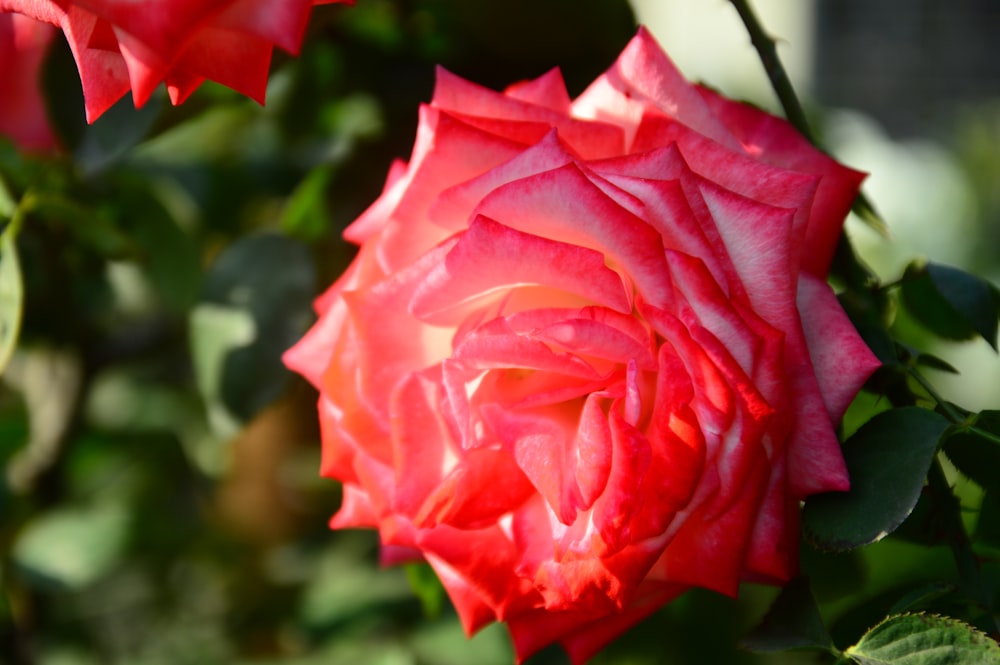 a close up of a pink rose with green leaves