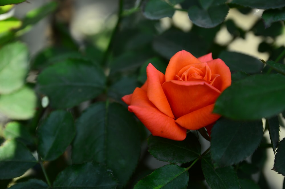 a single orange rose with green leaves in the background