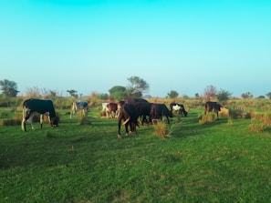 a herd of cattle grazing on a lush green field
