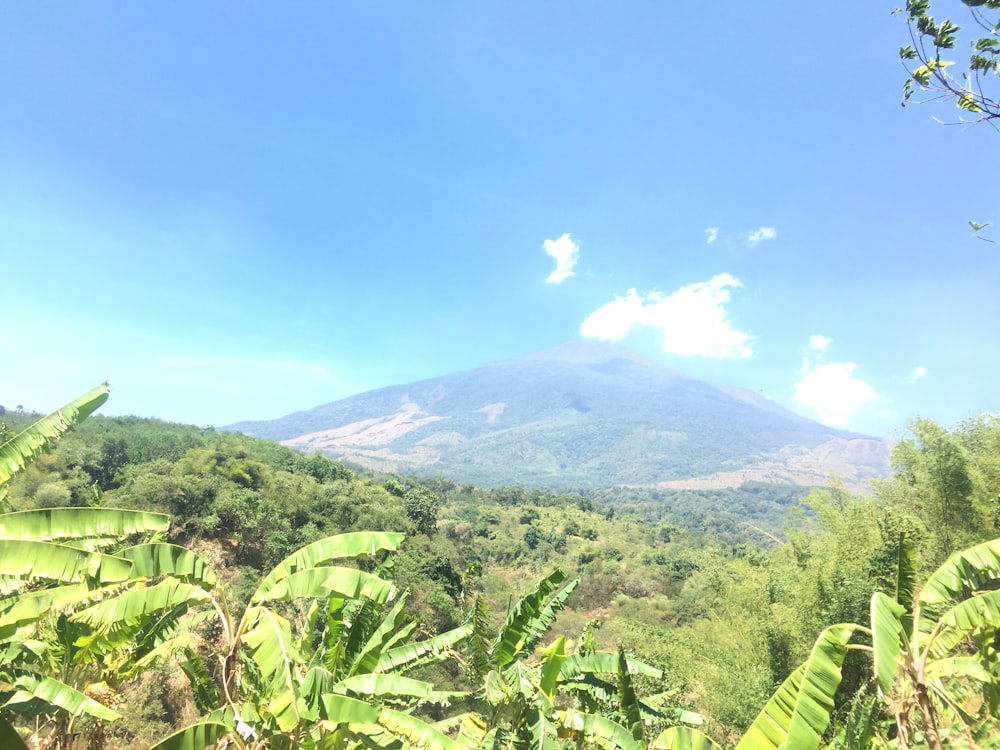 a lush green forest filled with lots of trees