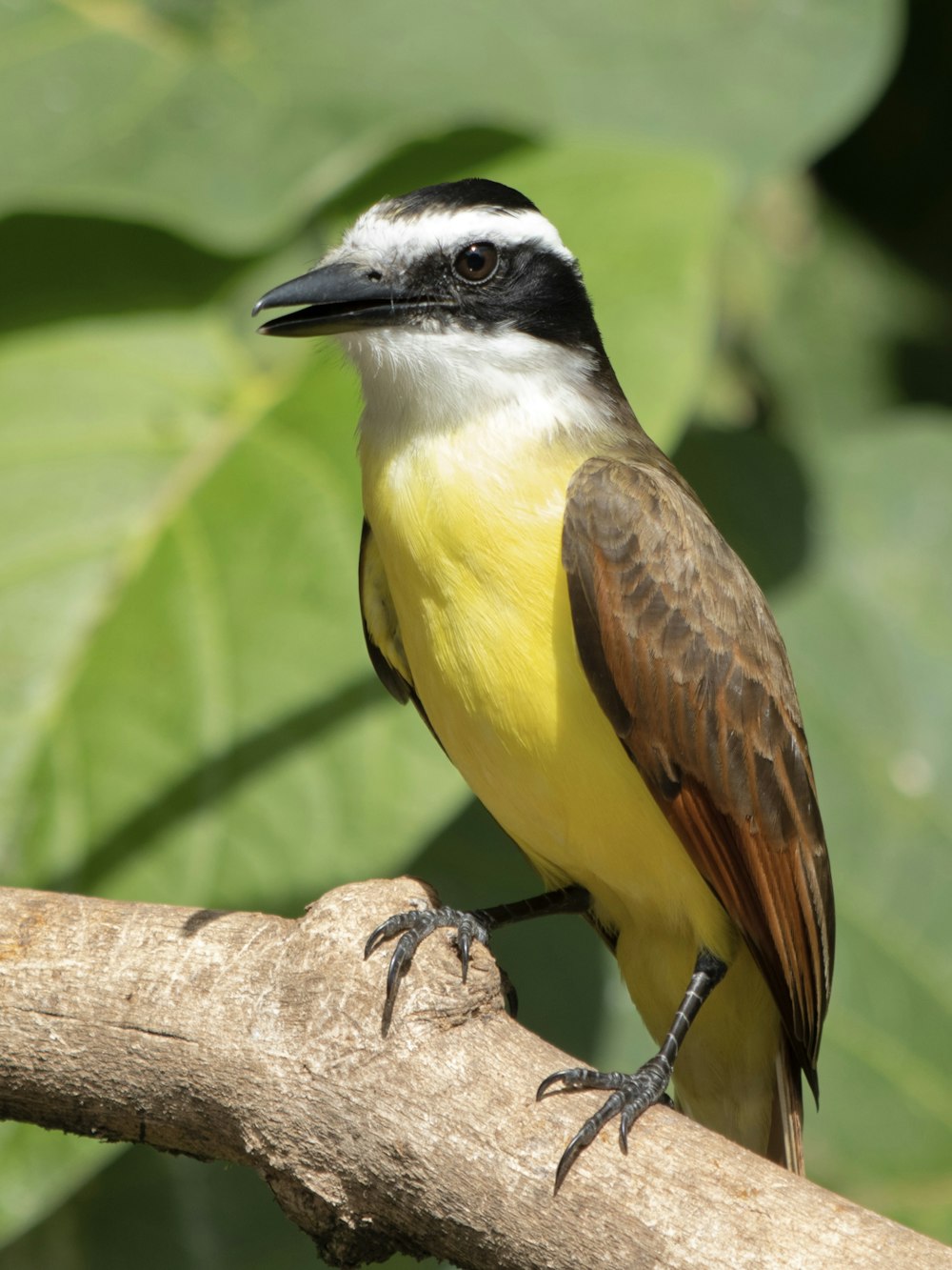 a bird sitting on a branch with leaves in the background