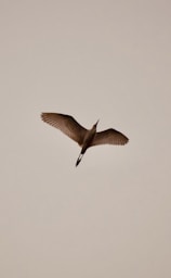 a bird flying in the sky with it's wings spread