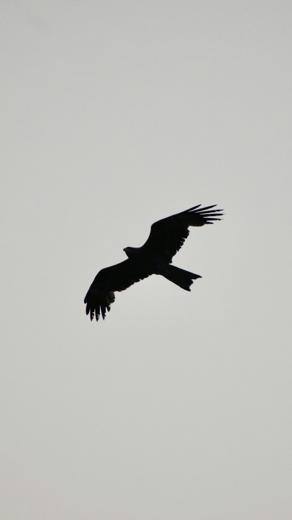 a large bird flying through a gray sky