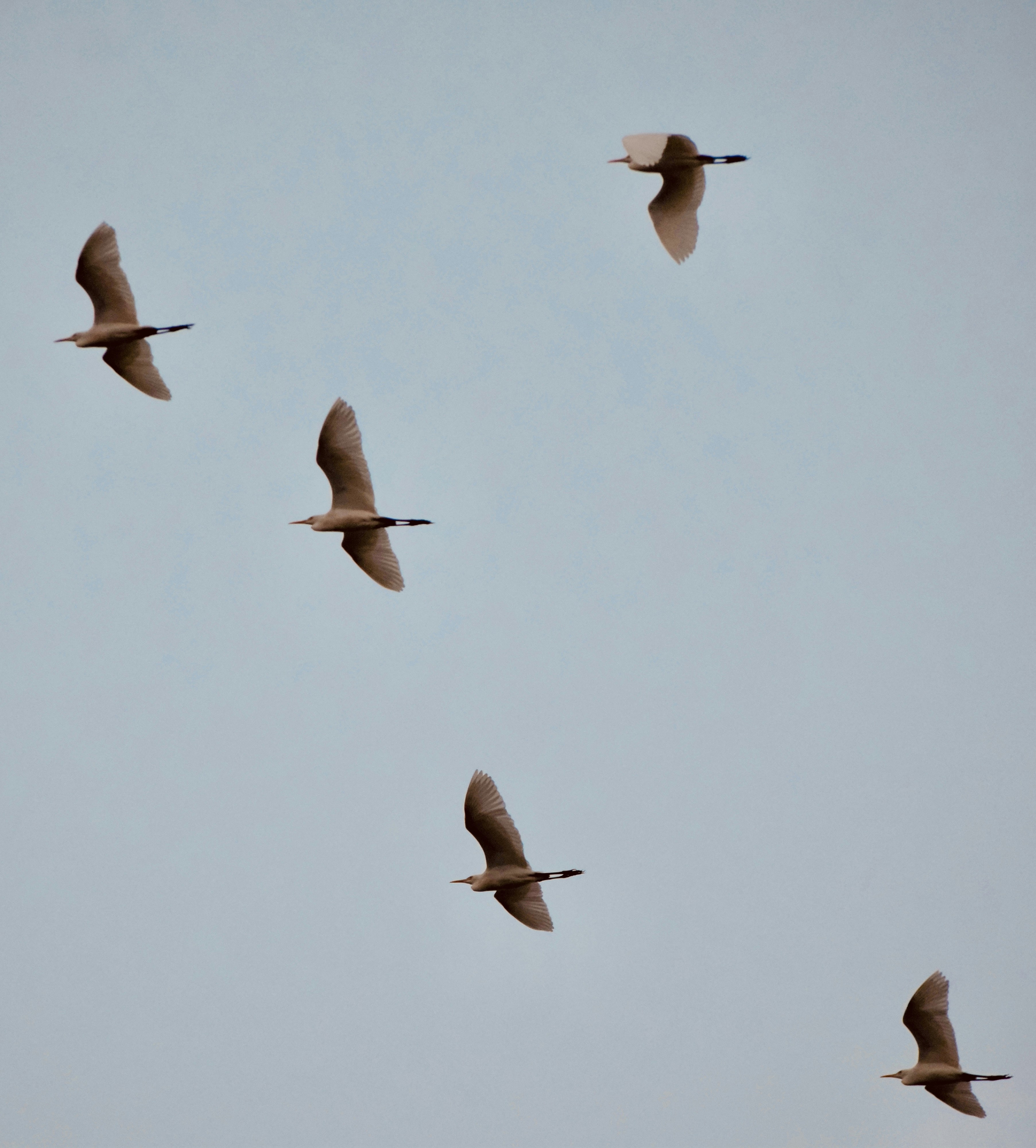 photo-1706281964667-47b42027297b?ixid=M3wxMjA3fDB8MXxzZWFyY2h8MTF8fHNyaWtha3VsYW0lMjBlc2NvcnRzfGVufDB8fHx8MTczMjkyMDExOXww\u0026ixlib=rb-4.0.3