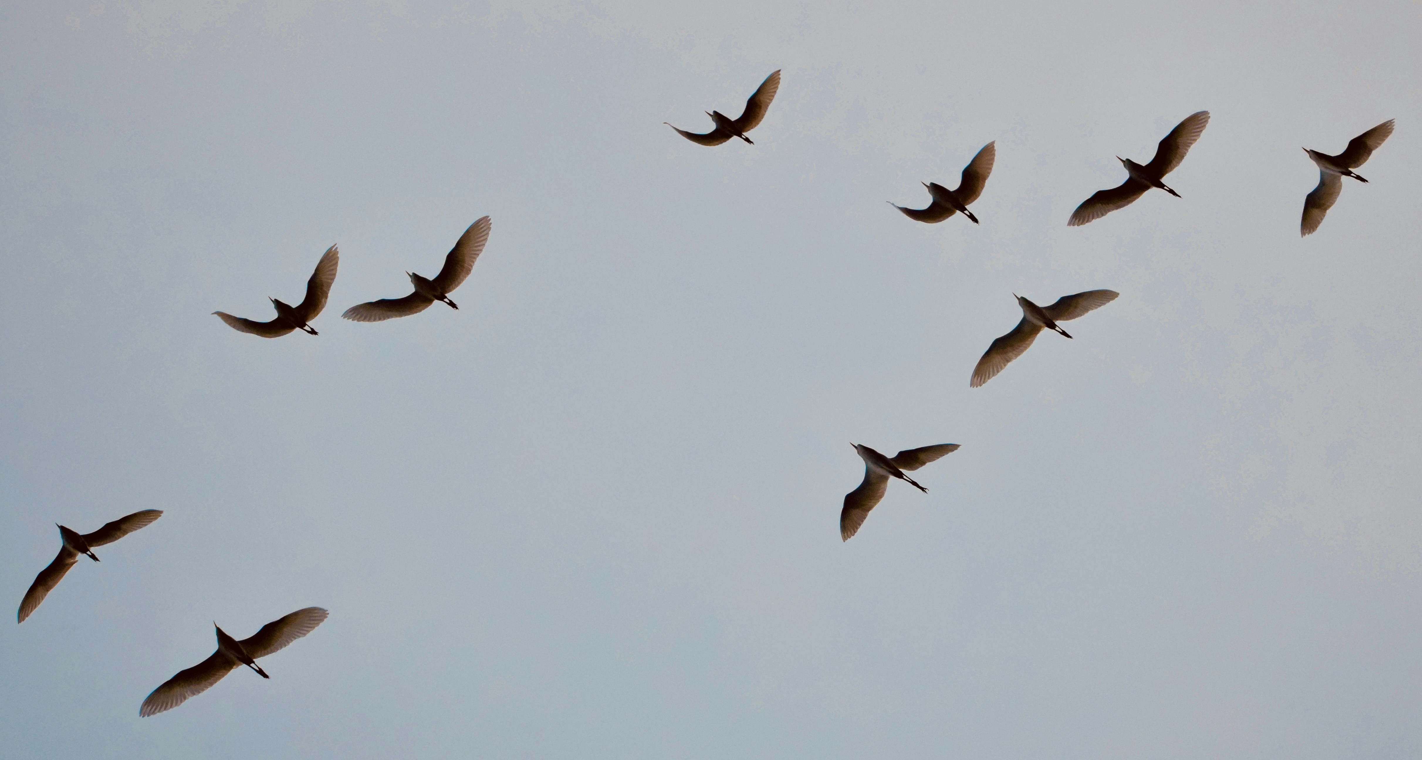 Cover Image for Sense a New Song: Songwriting for the Collective