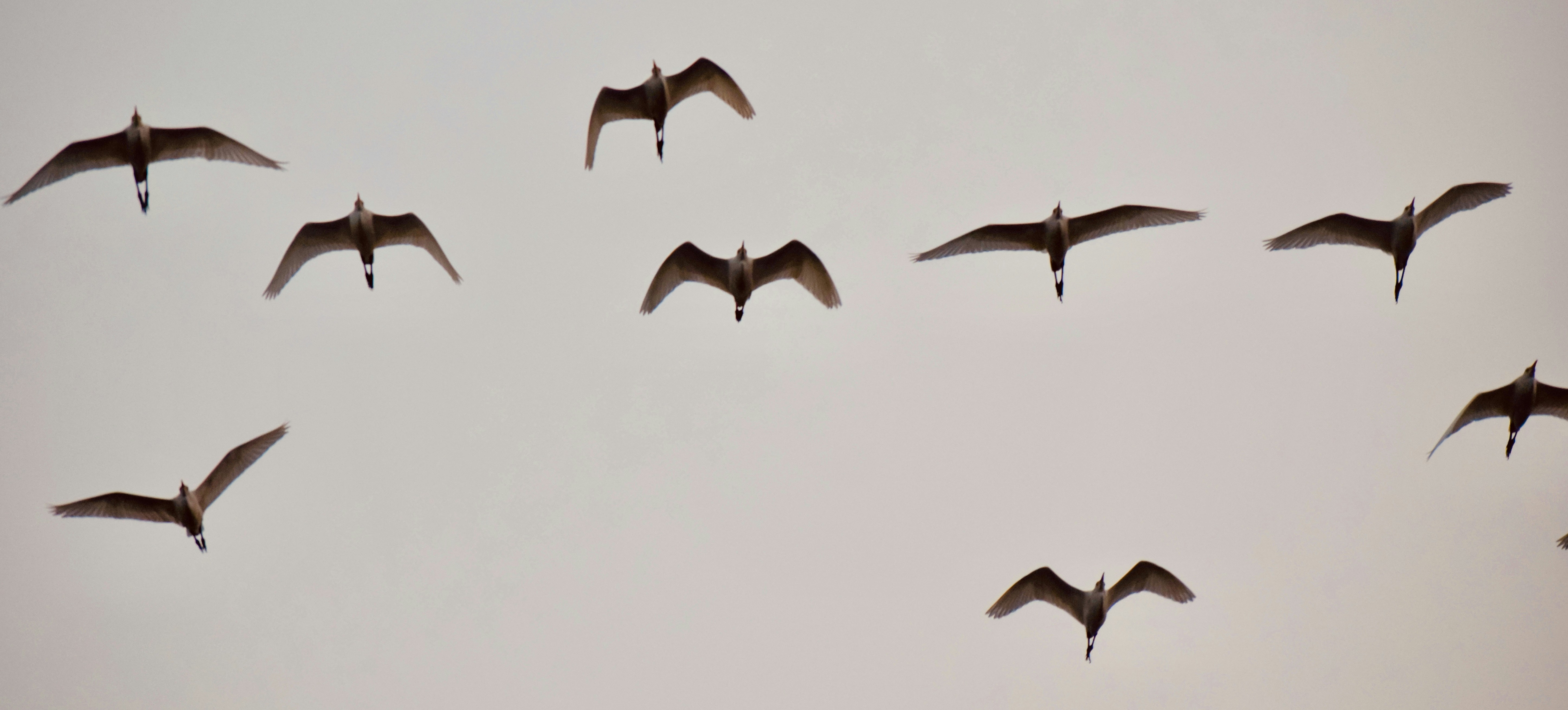 Communication and Food Sharing Coordination (image credits: unsplash)