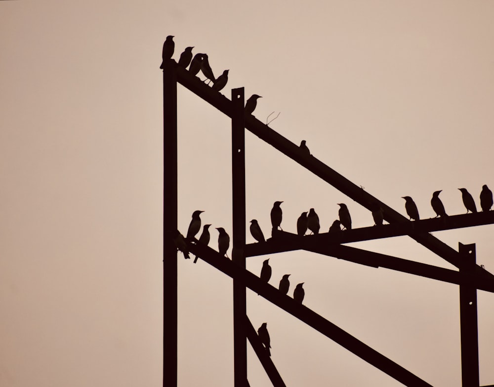 a flock of birds sitting on top of a metal pole