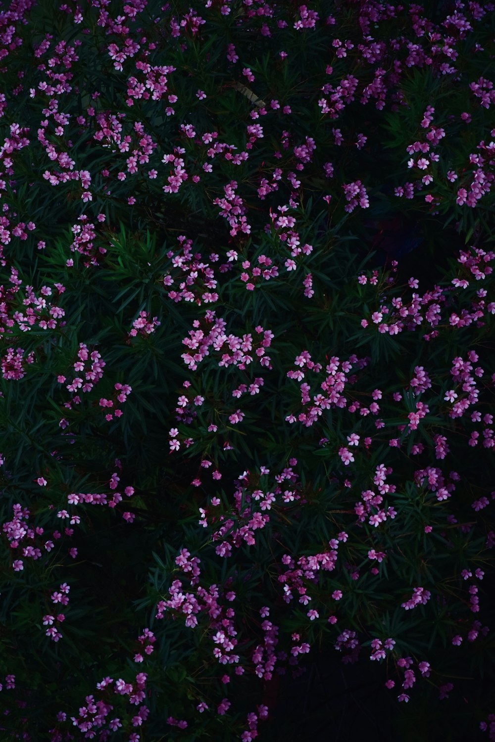 a bunch of small purple flowers in a field