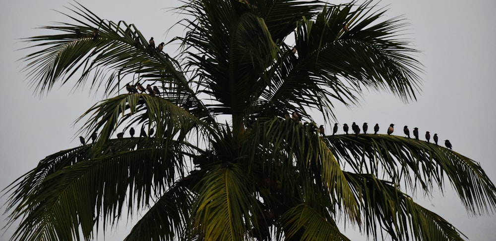 a flock of birds sitting on top of a palm tree