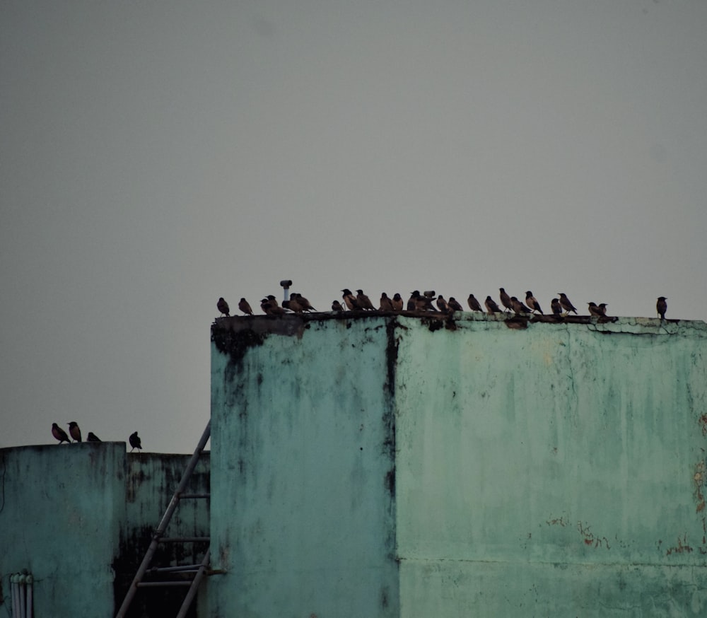 a flock of birds sitting on top of a building