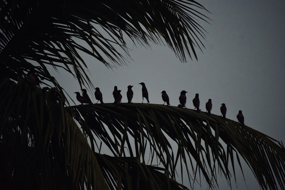 una bandada de pájaros sentados en lo alto de una palmera
