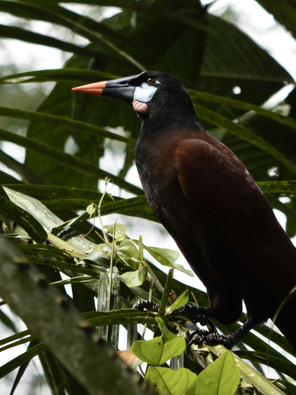 a bird is perched on a tree branch