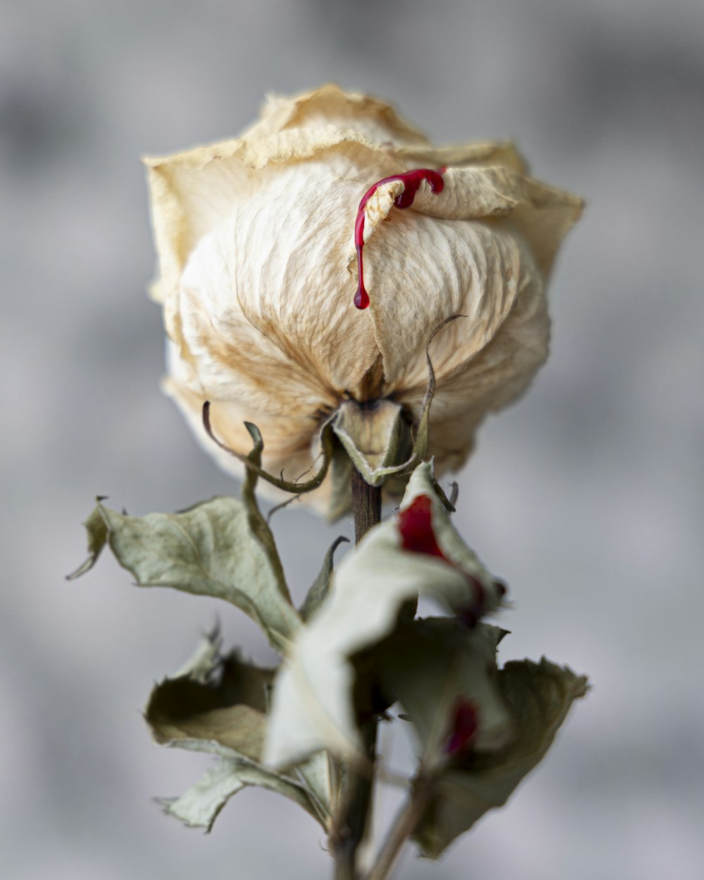 a dead flower with a red stem on it