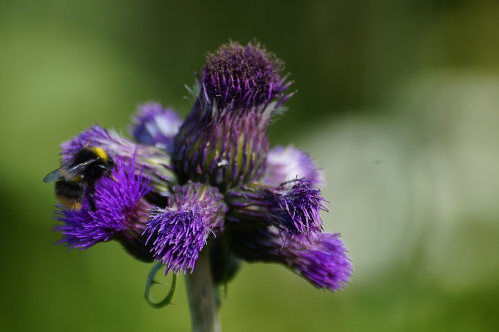a close up of a purple flower with a bee on it
