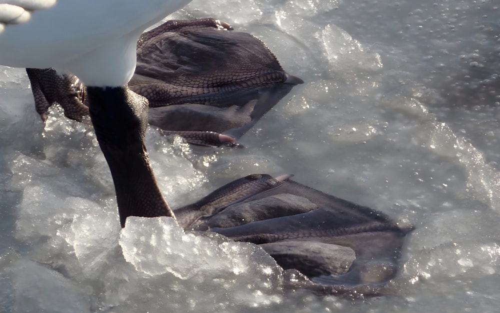 a close up of a fish in the water