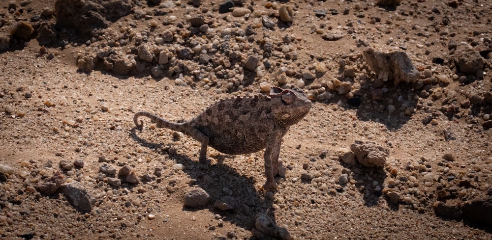 a small animal standing on top of a dirt field