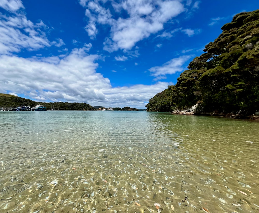 a body of water filled with lots of small fish