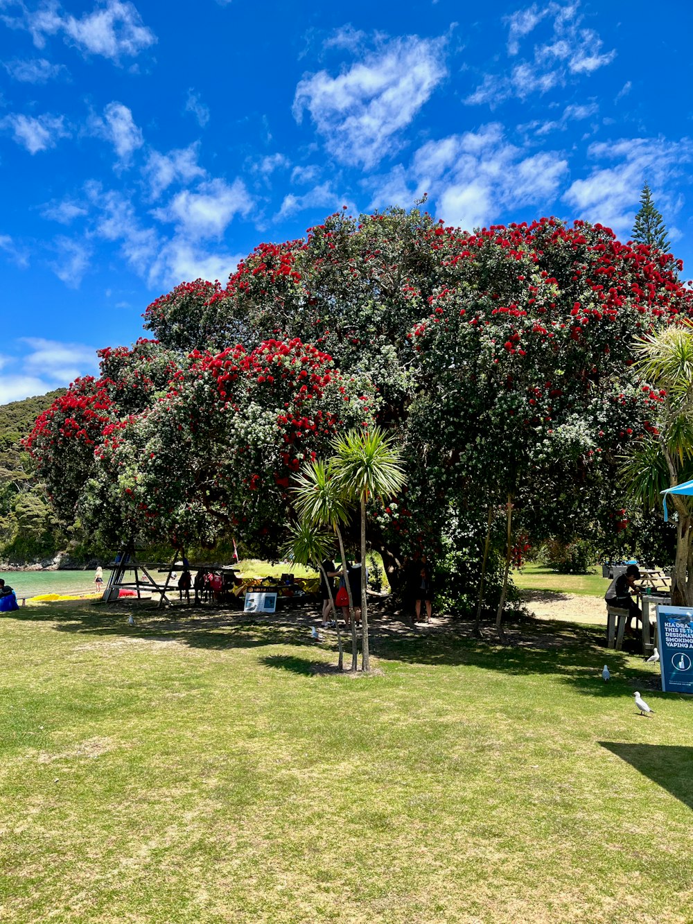 a large tree with red flowers in a park