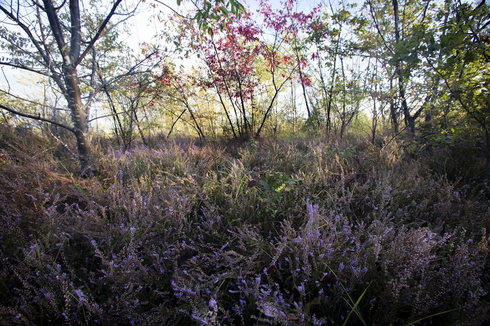a field with lots of purple flowers and trees