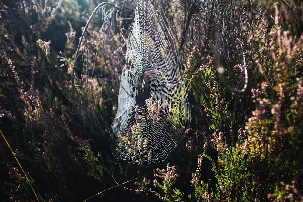 a spider web in the middle of a field