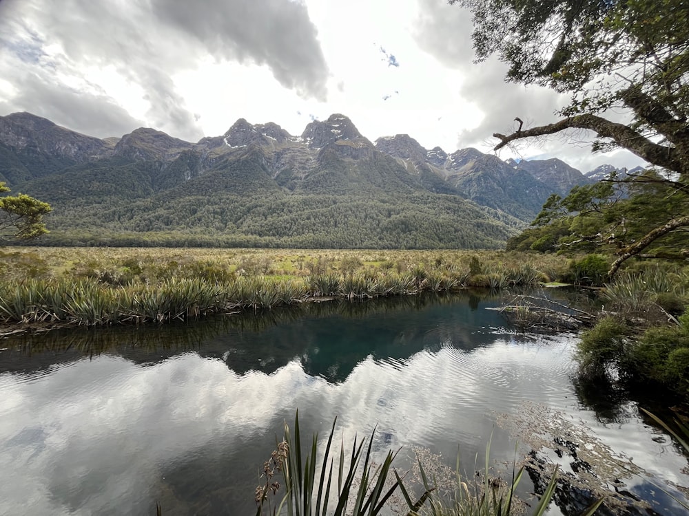 un fiume che scorre attraverso una foresta verde e lussureggiante